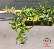 Bolbitis Buea - Didymoglossum Erosum Rarytas