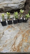 Grubosz Crassula Milky Way