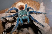 Chromatopelma cyaneopubescens