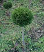 Tuja formowana - kula  na pniu