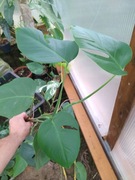 Monstera deliciosa Variegata regres bardzo duża 