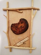 Obraz drewniany - przekrój huby brzozy