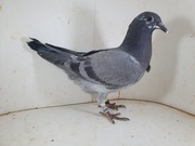 Młody Oryg. Lekscha 3x Olimijczyk  x Wnuk 1NAT Rene Van de Broeck TOP 