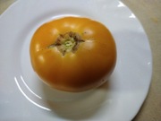 Pomidor Amana Orange z USA