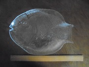 PÓŁMISEK PATERA SZKLANA DUŻA RYBA długość 35 cm (2)