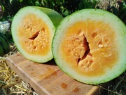 TEXAS  GOLDEN nasiona Arbuz Kolekcjonerski