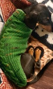 Sweterek dla psa jamnika , rękodzieło 