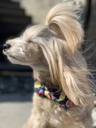 Obroża dla psa kokardka arbuz wiosna