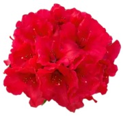 Azalia japońska Little Red 2L