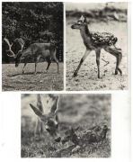 04-AU12-Fauna-Zwierzeta leśne,1970-80r