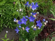 Platycodon grandiflorus rozwar wielkokwiatwowy 500 nasion