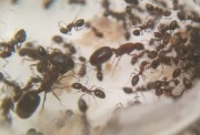 Mrówki Monomorium subopacum 3 królowe + około 30 robotnic 