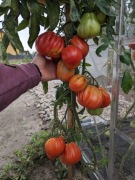 Pomidor Red Pear 20 sztuk + 10 sztuk Aurija 