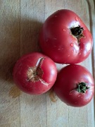 Nasiona pomidor Mortage Lifter minimum 10szt.