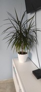 Dracena kwiat doniczkowy 100 cm wysokość 