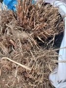 Miskant Memory kopany z gruntu 