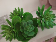 Sukulenty dekoracyjne