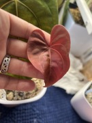 Anthurium papilaminum