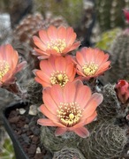 Kaktus rebutia mediolobivia pygmaea