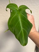 Philodendron Camposportoanum - szczyt 