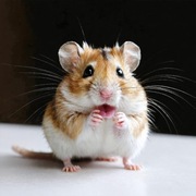 Oddam chomiki w dobre ręce. Mają klatki i niezbędne wyposażenie. 