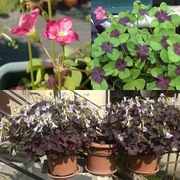 Szczawik Deppego Oxalis deppei 170szt + szczawik trójkątny 50szt + GRATISY