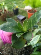 sansevieria sansewieria