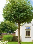 Lipa drobnolistna 'Green Globe'  szczepiona 170 cm, kulista