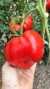 POMODORO CUORE ANTICO DI ACQUI TERME ITALY 