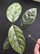 Hoya coriacea splash - sadzonka cięta