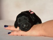 Flat Coated Retriever - szczeniak