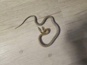 Wąż zbożowy samica Pantherophis guttatus 57cm Odmiana:Tessera Caramel