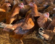 Kury nioski, koguty, brojlery, kaczki-hurt, detal