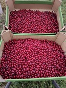 Dereń owoce mrożone 18zł/kg KARPACKIE POLE 9 KG