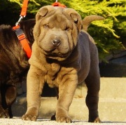 Odchowane Suczki Shar Pei