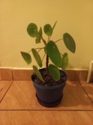 Pilea pieniążek roślina doniczkowa