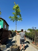 Klon srebrzysty / Acer saccharinum / 450-500cm / Obw.14-20cm