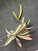 Hoya kentiana Lori Lynn - sadzonka ukorzeniona