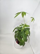 Pachira aquatica, pachira wodna 