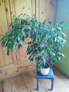 Fikus , figowiec benjamina, dorodny