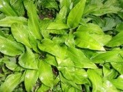 Liście czosnku niedźwiedziego 