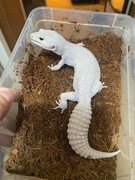 BIAŁY Gekon lamparci DIABLO BLANCO jaszczurka