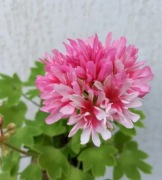 Sadzonka pelargonii Solaris DZ