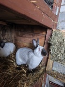 Samice rasy kalifornijski czarny, rodowód 428P