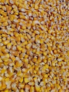 kukurydza sucha ziarno dla ryb, kur, gołębi