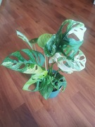 Monstera Adansonii Aurea Variegata