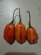 Nasiona papryka chili Capsicum Baccatum Lemon Stripey Drop