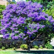 Paulownia omszona, drzewo tlenowe, oxytree nasiona
