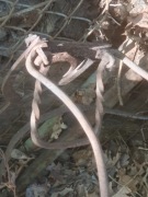 Stare okucie wozu konnego zaprzęgu antyk