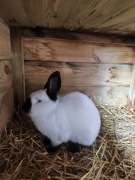 Samiec rasy kalifornijski czarny, rodowód 428P